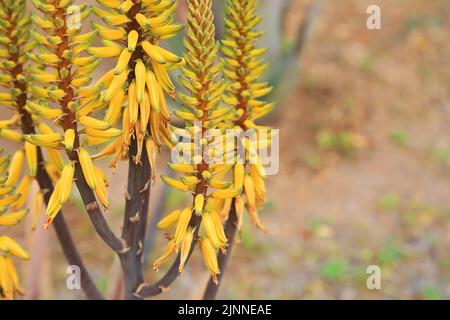 Aloe Vera im Bltenstand in freier Wildbahn Stockfotografie - Alamy