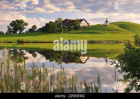 Seekapelle und Bauernhaus spiegeln sich im See, Hergatsrieder See, Schilf (Phragmites australis), Hergatsried, Halblech, Allgäu Alpen, Bayern Stockfoto