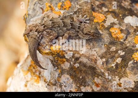 ostkanariengecko (Tarentola angustimentalis), Fuerteventura, Spanien Stockfoto