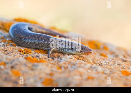 Violetter Skink (Chalcides simonyi), Fuerteventura, Spanien Stockfoto