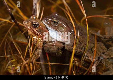 Gemeiner Frosch (Rana temporaria), Paar in Amplexus, Thüringen, Deutschland Stockfoto