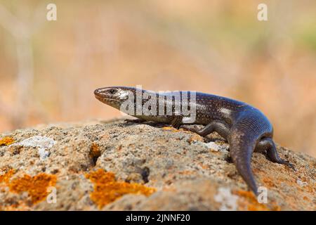 Violetter Skink (Chalcides simonyi), Fuerteventura, Spanien Stockfoto