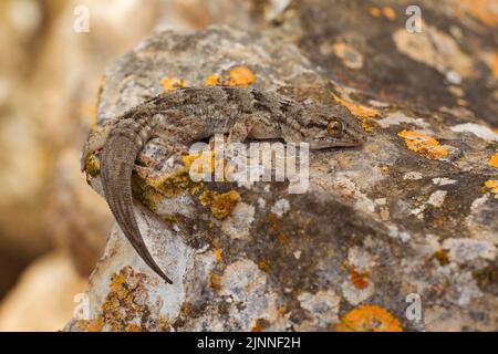 ostkanariengecko (Tarentola angustimentalis), Fuerteventura, Spanien Stockfoto