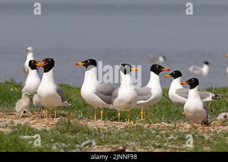 Pallas-Möwe (Ichthyaetus ichthyaetus) Brutkolonie auf der Insel, Erwachsene mit jungen, seltenen Brutvögeln in Südosteuropa, Donaudelta Stockfoto