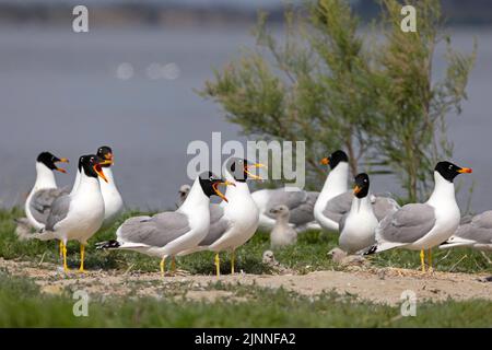 Pallas-Möwe (Ichthyaetus ichthyaetus) Brutkolonie auf der Insel, Erwachsene mit jungen, seltenen Brutvögeln in Südosteuropa, Donaudelta Stockfoto