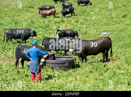 Hirte mit kämpfenden Kühen der Rasse Eringer an einer Wasserrinne, Kuhkampf Alp Odonne, Ovronnaz, Wallis, Schweiz Stockfoto