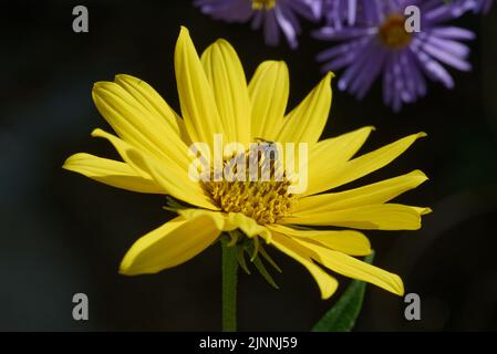 Maximilian Sonnenblume mit Biene Stockfoto