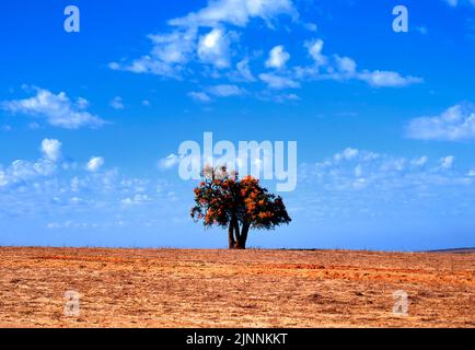 Westaustralischer Weihnachtsbaum, Nuytsia floribunda, Südwestaustralien Stockfoto