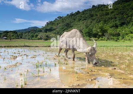 Ein Bild des heimischen asiatischen Wasserbüffels Bubalus Bubalis, blauer Himmel und grünes Reisfeld von Bohol Island, Philippinen Stockfoto