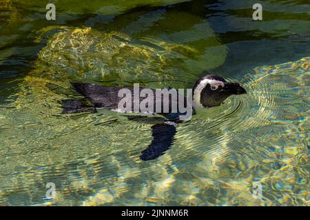 Afrikanischer Pinguin (Spheniscus demersus), auch Schwarzfußpinguin genannt, schwimmend Stockfoto