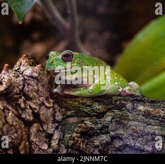 Der australische Green Tree Frog, Hyla Cinea, thront auf einem Ast vor einem weichen grünen Hintergrund. Stockfoto