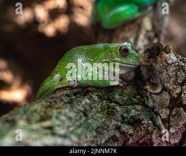 Der australische Green Tree Frog, Hyla Cinea, thront auf einem Ast vor einem weichen grünen Hintergrund. Stockfoto