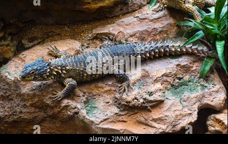 Riesige Girled Lizard, Cordylus giganteus, Südafrika. Stockfoto