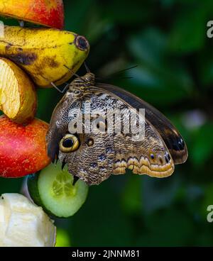 Morpho peleides, auch bekannt als Peleides blue morfo oder gemeiner morpho, ist ein tropischer Schmetterling. Stockfoto