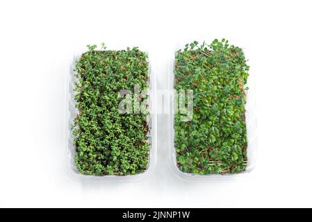 Gekeimt Samen von Mikrogrüns. Isoliert auf weißem Hintergrund. Microgreen Kunststoffbehälter als Nutzen für die Gesundheit. Isolieren. Draufsicht Stockfoto