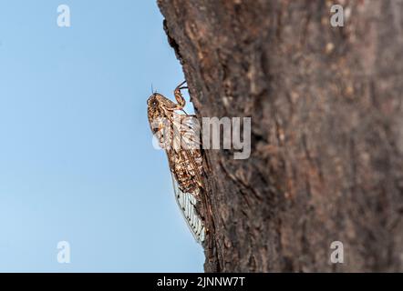 Cicada singt ihr Lied, das auf Baumrinde thront Stockfoto
