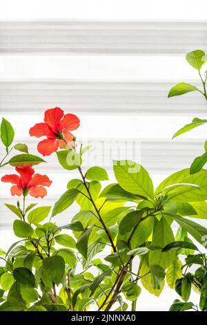 Verschiedene Heimpflanzen: hibiskus, Avocado-Baum und Orangenbaum, Konzept des Öko-Hausgartens. Zimmerpflanzen in einem modernen Interieur. Speicherplatz kopieren. Stockfoto