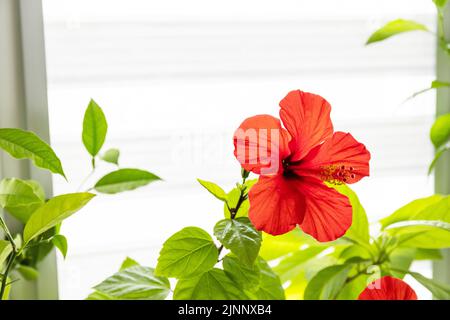 Verschiedene Heimpflanzen: hibiskus, Avocado-Baum und Orangenbaum, Konzept des Öko-Hausgartens. Zimmerpflanzen in einem modernen Interieur. Speicherplatz kopieren. Stockfoto