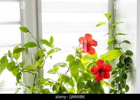 Verschiedene Heimpflanzen: hibiskus, Avocado-Baum und Orangenbaum, Konzept des Öko-Hausgartens. Zimmerpflanzen in einem modernen Interieur. Stockfoto