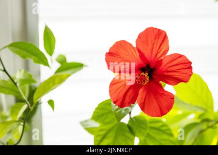 Verschiedene Heimpflanzen: hibiskus, Avocado-Baum und Orangenbaum, Konzept des Öko-Hausgartens. Zimmerpflanzen in einem modernen Interieur. Speicherplatz kopieren. Stockfoto