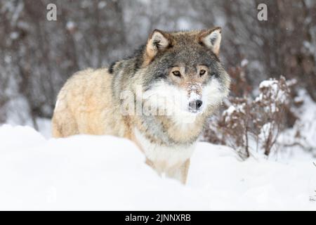 Schöne Alpha männlichen Wolf steht im Schnee in schön Winterwald Stockfoto