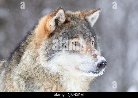 Nahaufnahme der fokussierten Wolf steht in schönen und kalten Winter Forest Stockfoto