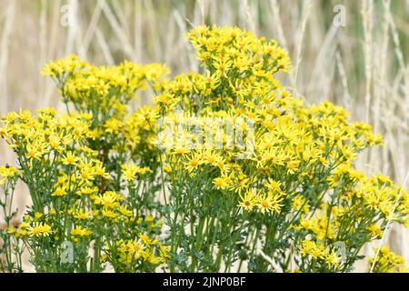 Ragweed Flower (Ambrosia artemisiifolia) wächst in der wilden Hook Norton Oxfordshire England großbritannien Stockfoto