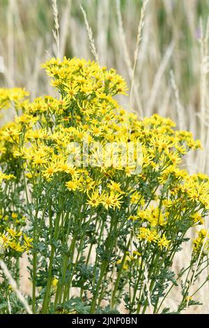 Ragweed Flower (Ambrosia artemisiifolia) wächst in der wilden Hook Norton Oxfordshire England großbritannien Stockfoto