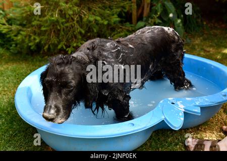 Cocker Spaniel Dog (Canis familiaris) Hook Norton Oxfordshire England Stockfoto