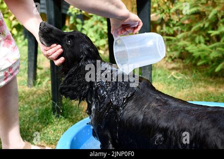 Cocker Spaniel Dog (Canis familiaris) Wasch-Seife Hook Norton Oxfordshire England großbritannien Stockfoto