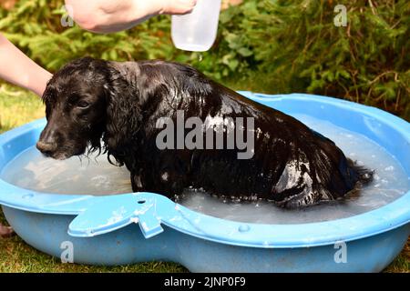 Cocker Spaniel Dog (Canis familiaris) Wasch-Seife Hook Norton Oxfordshire England großbritannien Stockfoto