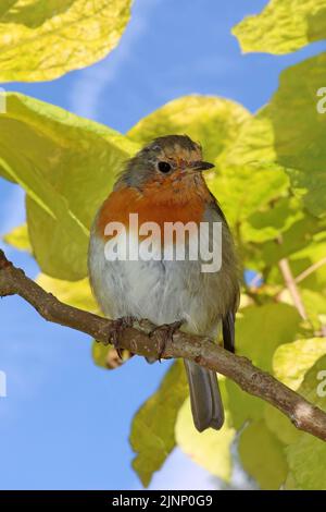 Robin in A Tree, Ness Gardens, Wirral, Großbritannien Stockfoto