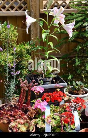 Mountain Houseleek Flower (sempervivum montanum) Stargazer Lilies (Lilium) in Garden Hook Norton Oxfordshire England großbritannien Stockfoto