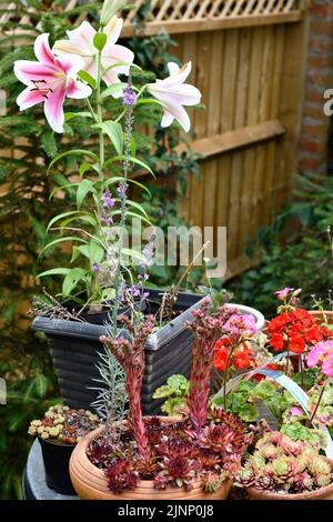 Mountain Houseleek Flower (sempervivum montanum) Stargazer Lilies (Lilium) in Garden Hook Norton Oxfordshire England großbritannien Stockfoto