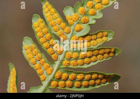 Cluster der Sporangien auf der Unterseite von A gemeinsame Maisöl Farn Polypodium vulgare Stockfoto