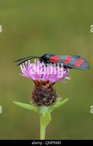 Sechs-Punkt-Burnett Zygaena filipendulae, die sich auf Knapweed ernährt Stockfoto