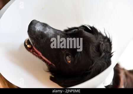 Cocker Spaniel mit Kopfkragen aufgrund einer Operation an PAW Oxfordshire England großbritannien Stockfoto