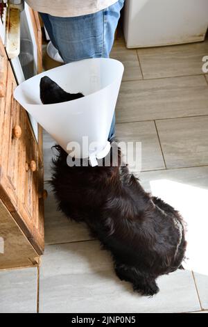 Cocker Spaniel mit Kopfkragen aufgrund einer Operation an PAW Oxfordshire England großbritannien Stockfoto