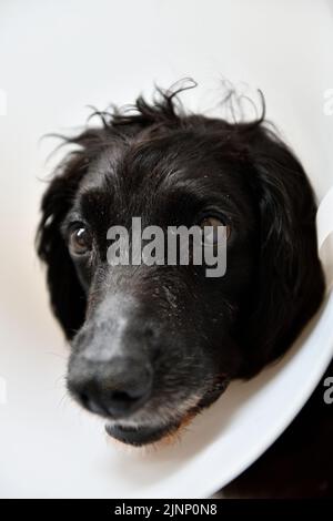 Cocker Spaniel mit Kopfkragen aufgrund einer Operation an PAW Oxfordshire England großbritannien Stockfoto