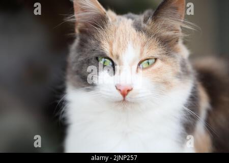 Nahaufnahme einer entzückenden tricolor (calico) langhaarigen Katze mit schönen grünen Augen, die auf die Kamera schaut. Geringe Schärfentiefe, selektive fo Stockfoto