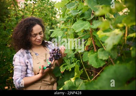 Wohlhabende afroamerikanische Frau, Öko-Landwirt Unternehmer, Weinbauer erntet Trauben im Weinberg, zum Verkauf auf Märkten Stockfoto