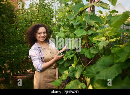 Afroamerikanische hübsche Frau, die im Weinberg blaue Trauben erntet. Porträt eines Weinbauern, Winzers, Weinbauern. Stockfoto