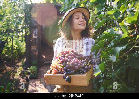 Multiethnische Frau, erfahrene Winzerin, die Holzkiste mit frischer Herbstlese von Bio-Trauben trägt. Weinbau. Stockfoto