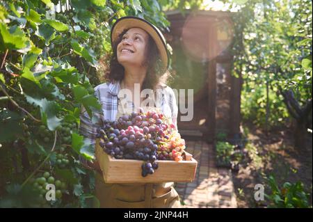 Nette Weinbauerin, die Reben mit reifenden Trauben inspiziert und dabei eine Holzkiste mit frisch geerntetem Erntegut trägt Stockfoto