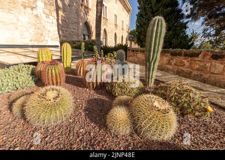 Palma de Mallorca, Spanien. Kakteen oder Kakteen im äußeren Innenhof des Palau Reial de l'Almudaina (Königlicher Palast von La Almudaina) Stockfoto