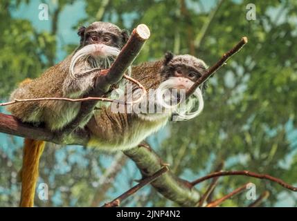 Salzburg, Österreich. 05. August 2020. Zwei kaiserliche Tamarine auf einem Baum im Salzburger Zoo. (Foto von Igor Golovniov/SOPA Images/Sipa USA) Quelle: SIPA USA/Alamy Live News Stockfoto