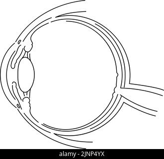 Diagrammatische Darstellung des Auges (Linienzeichnung) Stock Vektor