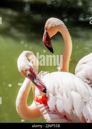 Salzburg, Österreich. 5. August 2020. Pink Flamingo (Phoenicopterus roseus) im Salzburger Zoo. (Bild: © Igor Golovniov/SOPA Images via ZUMA Press Wire) Stockfoto