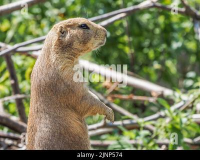 Salzburg, Österreich. 5. August 2020. Nahaufnahme eines Gophers im Salzburger Zoo. (Bild: © Igor Golovniov/SOPA Images via ZUMA Press Wire) Stockfoto