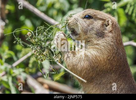 Salzburg, Österreich. 5. August 2020. Nahaufnahme eines Gophers im Salzburger Zoo. (Bild: © Igor Golovniov/SOPA Images via ZUMA Press Wire) Stockfoto